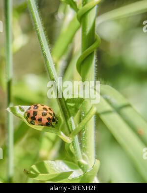 A harlequin lady beetle resting on the tiny leaf of a vine, wrapped around stem of grass, in a field in the eastern Andean mountains of Colombia Stock Photo