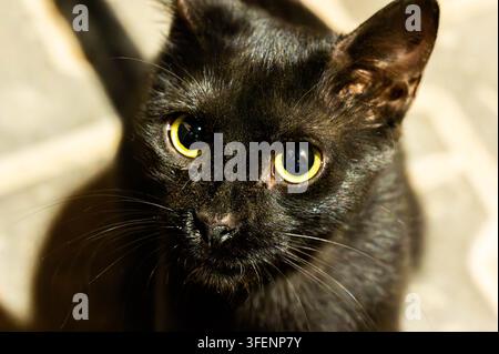 Close-Up Portrait of a Black Cat with Striking Yellow Eyes Looking Up Stock Photo