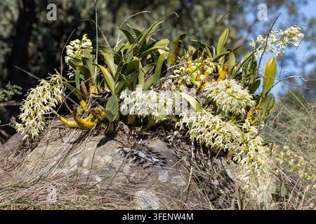 Australian Sydney Rock Orchid in flower Stock Photo