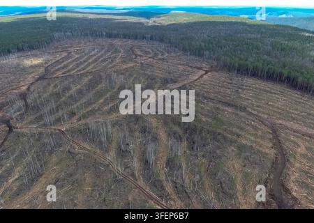 A plot of felled forest in a nature reserve, industrial logging Stock Photo