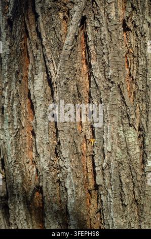 Close up of rough tree bark with deep textured grooves and a natural organic pattern Stock Photo