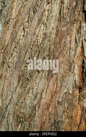 Close up of rough tree bark with deep textured grooves and a natural organic pattern Stock Photo