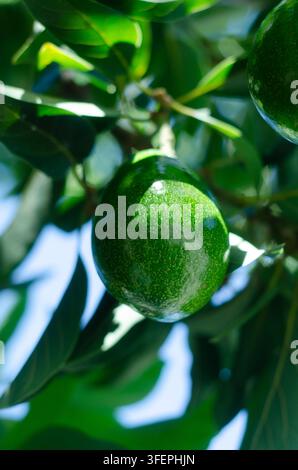 Avocado orchard with ripe Hass avocados hanging from a tree branch ...