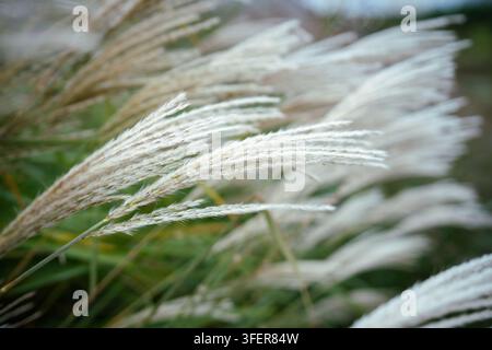 Chinese silver grass seed heads sway among green leaves in soft autumn garden close-up view Stock Photo