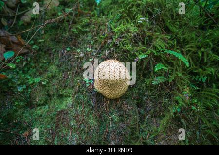 A detailed close-up captures an earthball fungi, also known as a puffball mushroom, growing on a vertical rock face heavily covered in lush green moss Stock Photo
