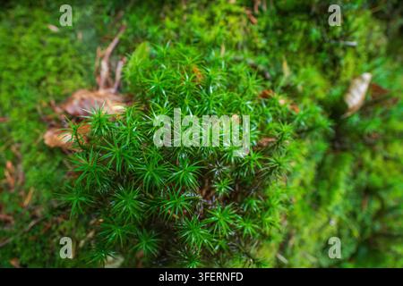 A detailed close-up shot captures the vibrant green star-shaped leaves of Bank Haircap Moss, Polytrichastrum formosum, thriving in a damp woodland. Stock Photo