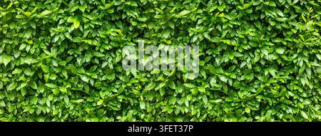 Dense green leaves forming a vibrant natural hedge wall background Stock Photo