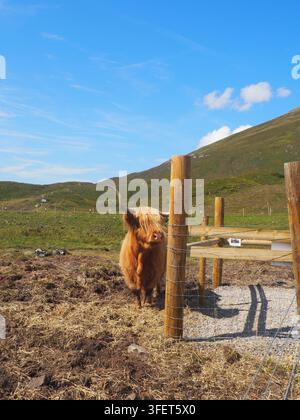 Highland Cow in Scotland Stock Photo
