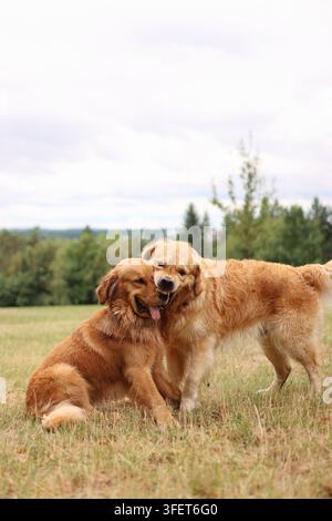 Two golden retrievers are playing in a meadow. They are funny. Stock Photo