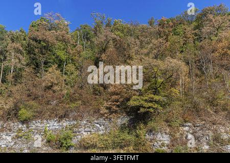 Brown autumn leaves on the trees. The dry summer has added to the vegetation. Forest with drought stress. Sulz, Baden-Wuerttemberg, Germany Stock Photo