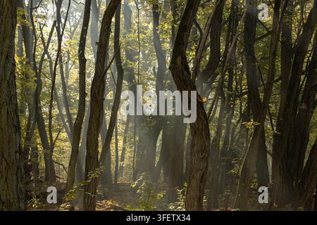 View of a dense forest with tall trees, golden autumn leaves, and sunlight streaming through the canopy in Poland. Stock Photo