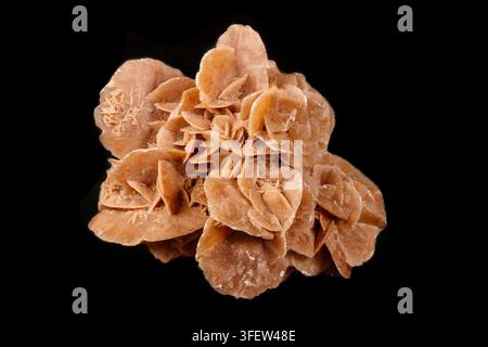 Macro mineral stone desert rose or sand rose on a black background close up Stock Photo
