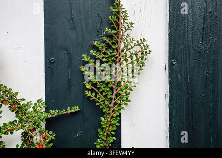 Green plant growing on a weathered wooden wall with alternating dark and white panels Stock Photo