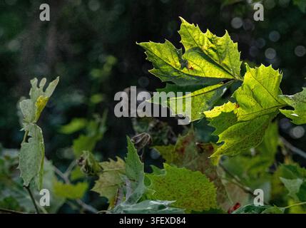 A sycamore or London plane tree, illuminated by bright sunlight against a dark background. Stock Photo