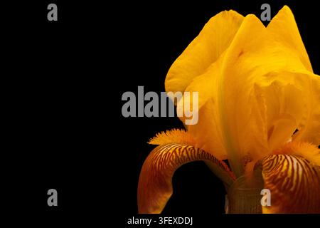 Close-up crop of a yellow bearded iris flower showing textured petals and orange markings against a black background. Stock Photo