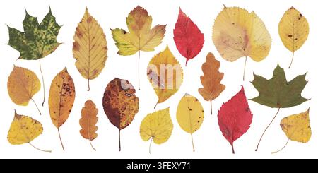 Fallen Autumn Leaves Mix on White Background. Fall multicolor different leaves collection. Dried pressed leaf set Stock Photo