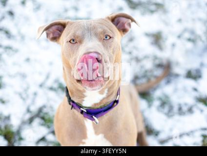 A fawn color Labrador Retriever x Pit Bull Terrier mixed breed dog sitting in the snow and licking its lips Stock Photo