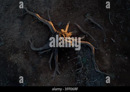 Aerial view of a weathered tree stump with exposed roots resting on dry, textured earth near Iron Canyon Reservoir in Big Bend, California, United Sta Stock Photo