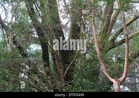 Dense Valdivian temperate rainforest canopy featuring orange Arrayan branches and mossy trunks in Valdivia, Los Rios, Chile. Stock Photo