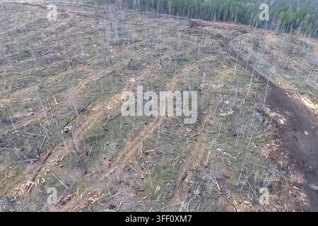 A plot of felled forest in a nature reserve, industrial logging Stock Photo