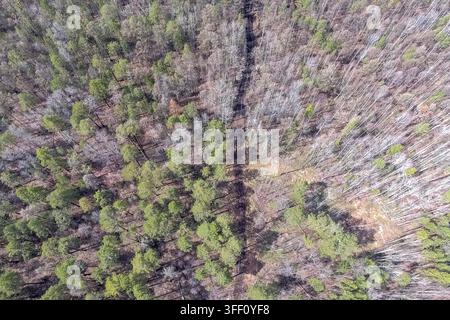 A plot of felled forest in a nature reserve, industrial logging Stock Photo