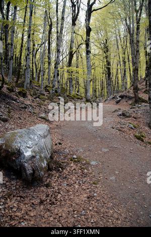 Old dirt path winding through a serene autumn forest illuminated by the
