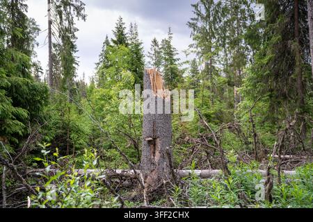 Broken tree trunk surrounded by fallen branches and young vegetation in coniferous forest. Stock Photo