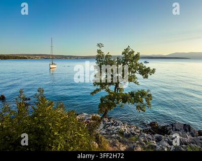 Small tree growing on rocky coast with anchored sailboat on calm Adriatic sea in Dalmatia, Croatia. Stock Photo
