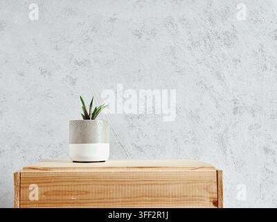 Haworthia succulent plant in a small two tone pot on a wooden surface against a textured gray wall Stock Photo