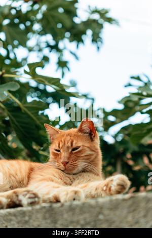 A ginger tabby cat relaxes outdoors against soft green foliage. The portrait suits pet care wellness adoption lifestyle and animal companionship Stock Photo
