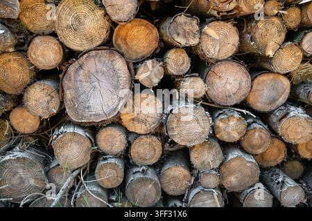 Detailed close-up pattern of stacked tree trunks showing various sizes of cut logs, bark textures, and growth rings in a Welsh woodland. Stock Photo