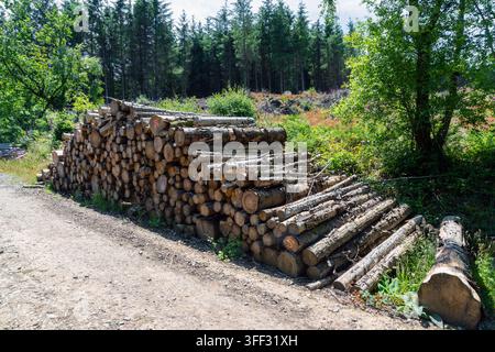 Large stack of felled timber logs drying by a dirt track in Coed Bryn Dansi forest, North Wales, showcasing forestry and timber production. Stock Photo