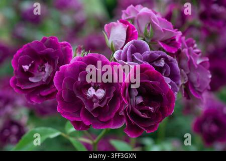 Rosa Burgundy Ice ('Prose') Floribunda Bush Rose, Regent's Park, London, May. Stock Photo