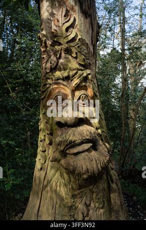A whimsical wooden face carved into a tree trunk to celebrate nature in Lesnes Abbey Woods, London. Stock Photo