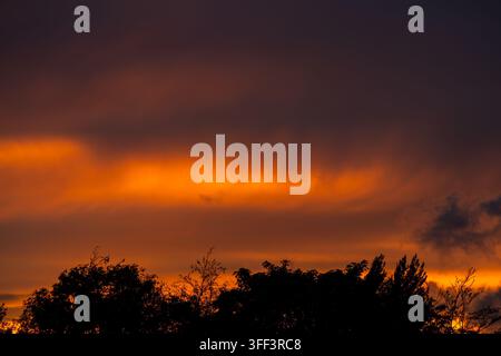 Vibrant orange storm clouds glowing above silhouetted trees Stock Photo