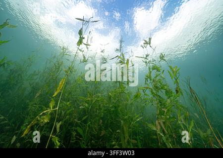 Aquatic plants growing from the bottom of a freshwater lake with small fish swimming and bright sky reflecting on the water surface Stock Photo