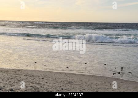 Flock of Shorebirds Flying Low Over California Pacific Coast Beach Stock Photo