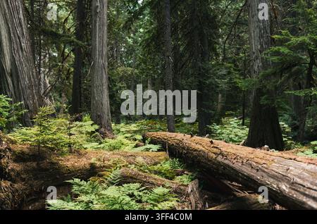 Fallen moss-covered cedar logs and vibrant green ferns on the lush forest floor of an ancient temperate rainforest in the Canadian wilderness. Stock Photo