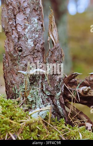 Vertical Close Up of a Broken Pine Stump Covered in Lichen Stock Photo