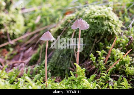 Two delicate small mushrooms growing in green moss on the forest floor Stock Photo