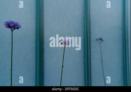 Three slender purple verbena flowers stand isolated against a textured blue and teal vertical panel background. Stock Photo