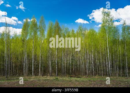 a young birch forest in early spring, with fresh leaves Stock Photo