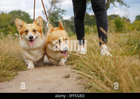 Two corgi dogs walk on leashes beside their owner along a park path, ideal for promoting pet walking services, dog care, and active outdoor lifestyle. Stock Photo
