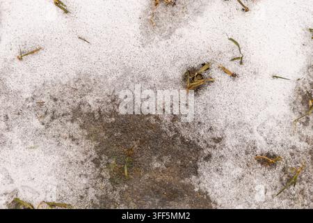 A top down view of melting white snow and ice on dark wet soil and mud with scattered dry grass and organic debris. Stock Photo