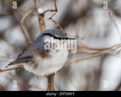Eurasian nuthatch or wood nuthatch, lat. Sitta europaea, sitting on a tree branch with a blurred background. Gray and Orange colored small bird with a Stock Photo