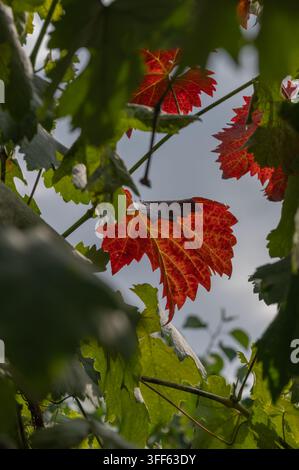 Red Autumn Grapevine Leaves Framed by Green Foliage Stock Photo