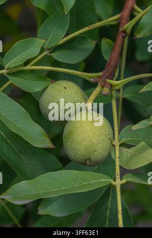 Two Unripe Green Walnuts Growing on Tree Stock Photo