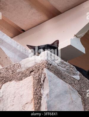 A black and white cat is hiding behind a textured stone pillar. Only its golden eye and ears are visible. The setting appears to be a quiet place in a Stock Photo
