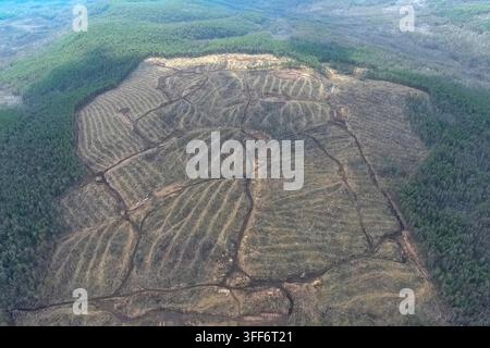 A plot of felled forest in a nature reserve, industrial logging Stock Photo