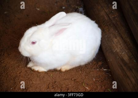 Rabbits are small, furry mammals with long ears, short fluffy tails, and strong, large hind legs Stock Photo
